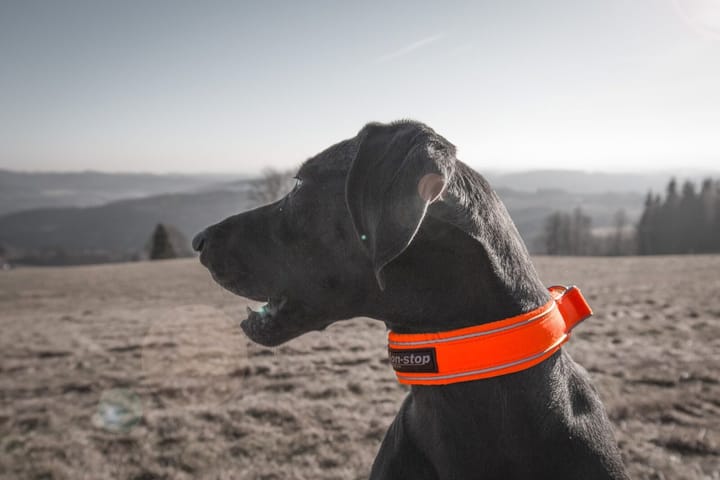 Non-Stop Dogwear Safe Collar Orange Non-stop Dogwear