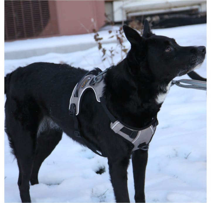 OllyDog Alpine Reflective Harness Flint OllyDog