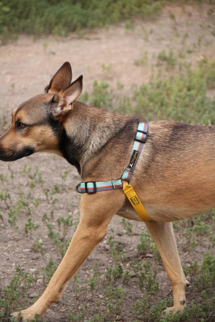 Essential Harness Raven Bark OllyDog