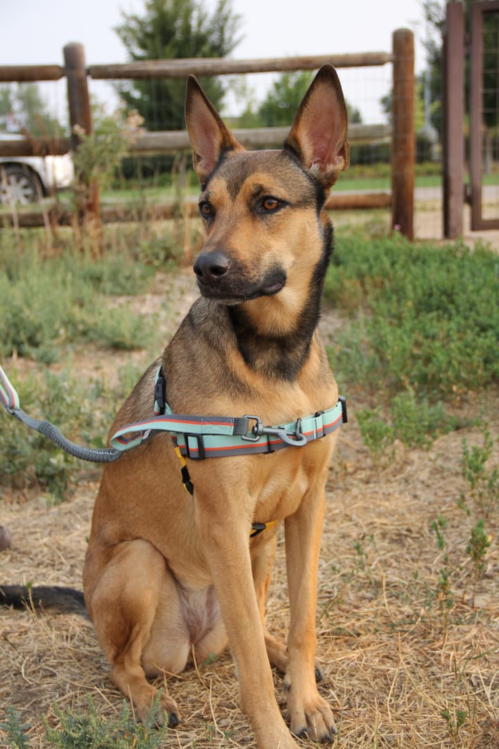 Essential Harness Raven Bark OllyDog