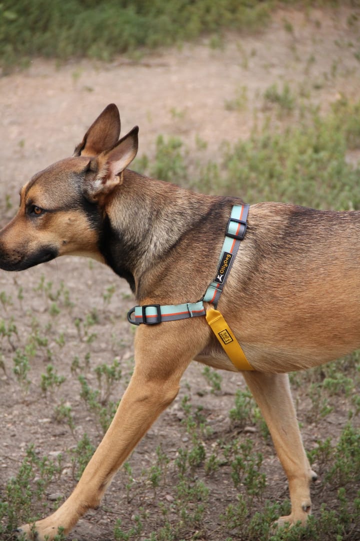 OllyDog Essential Harness Raven Bark OllyDog