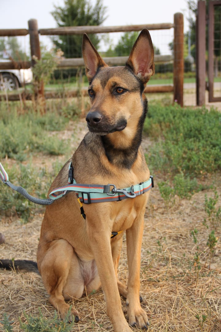 OllyDog Essential Harness Raven Bark OllyDog