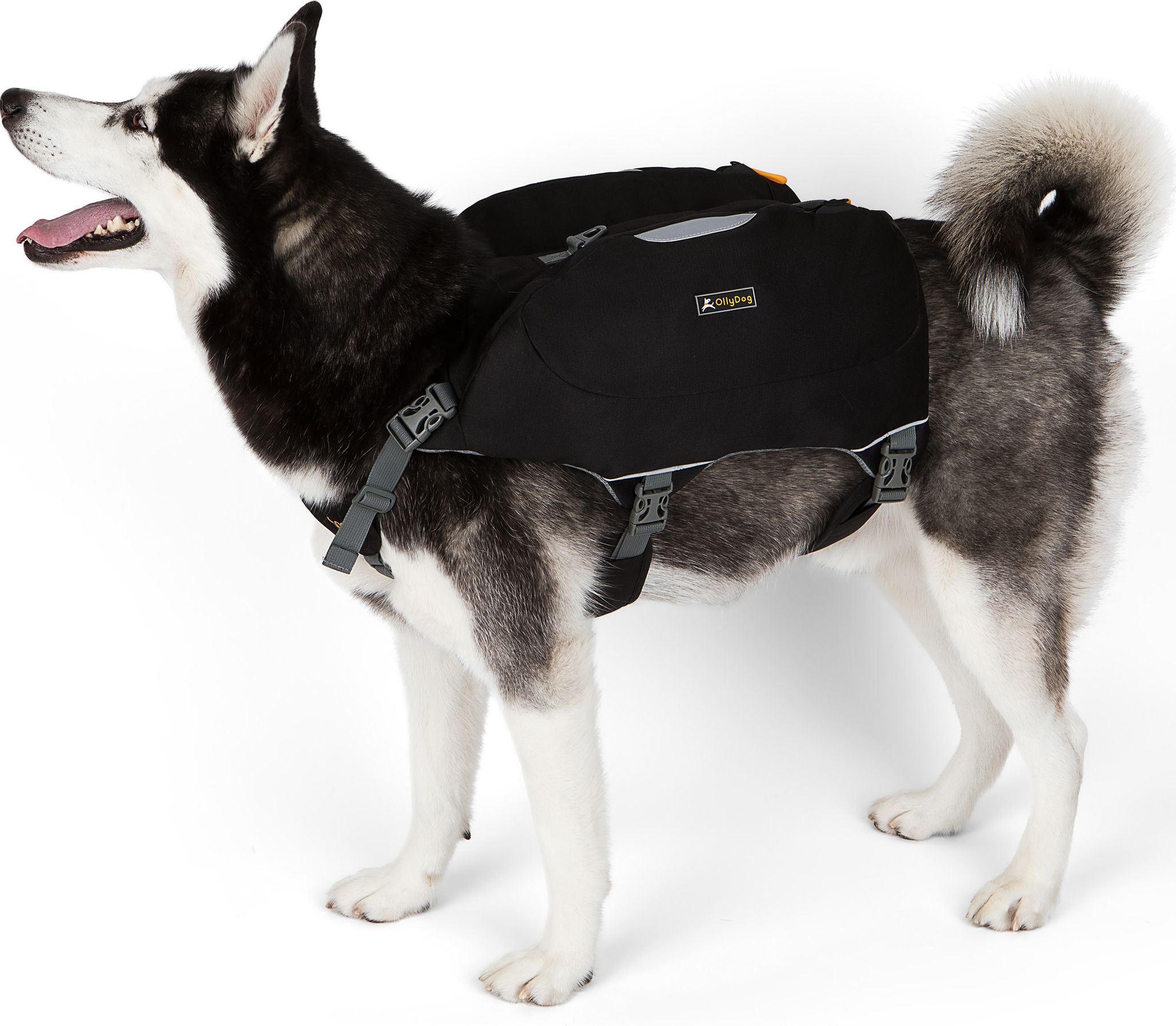 OllyDog Rover Dog Pack Raven | Buy OllyDog Rover Dog Pack Raven