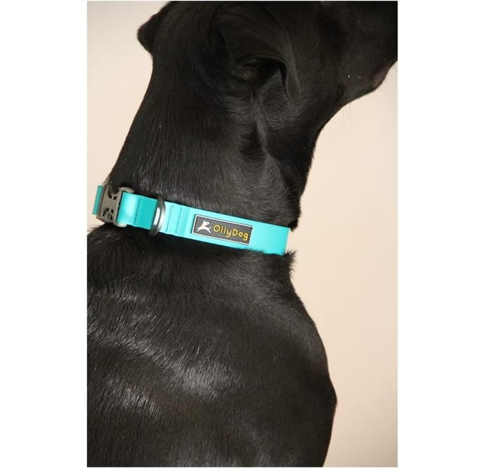 OllyDog Tilden Collar Teal OllyDog