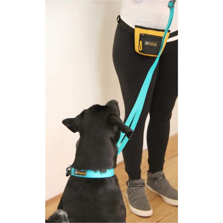 OllyDog Tilden Collar Teal OllyDog