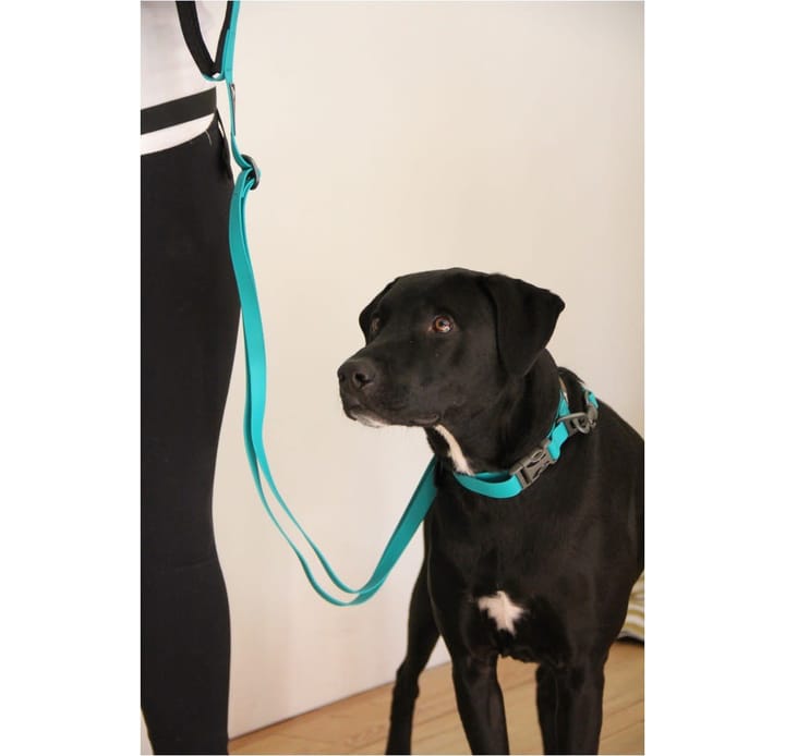 OllyDog Tilden Leash Teal OllyDog