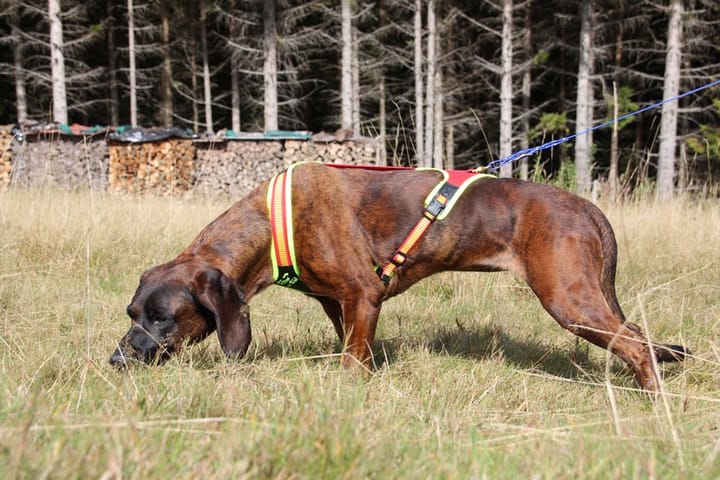 NIggeloh Blood Tracker Harness Follow Trail Nocolor NIggeloh