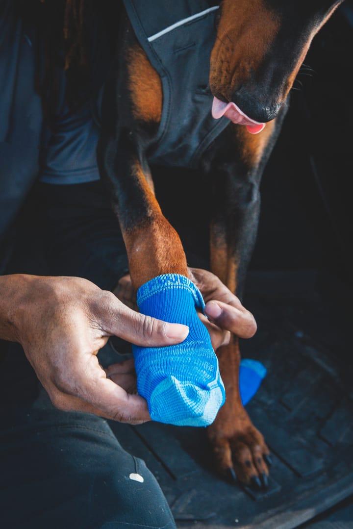 Ruffwear Bark'N Boot Dog Socks 4-pack Blue Pool Ruffwear