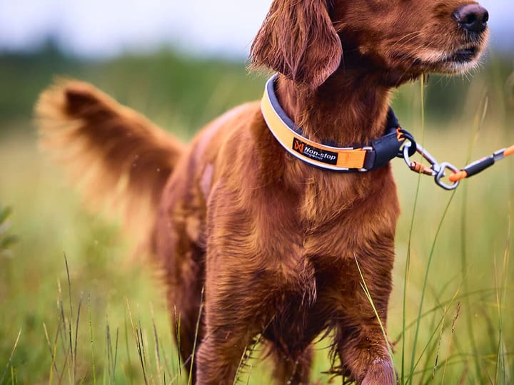 Non-stop Dogwear Protector Collar Orange Non-stop Dogwear