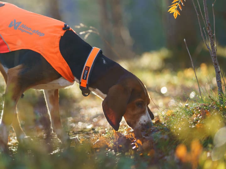 Non-stop Dogwear Protector Collar Orange Non-stop Dogwear