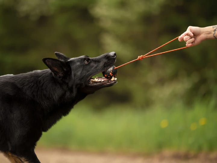 Non-stop Dogwear Dog Ball On Rope 60x60mm Orange/black Non-stop Dogwear Non-stop Dogwear Dog Ball On Rope 60x60mm Orange/black Non-stop Dogwear