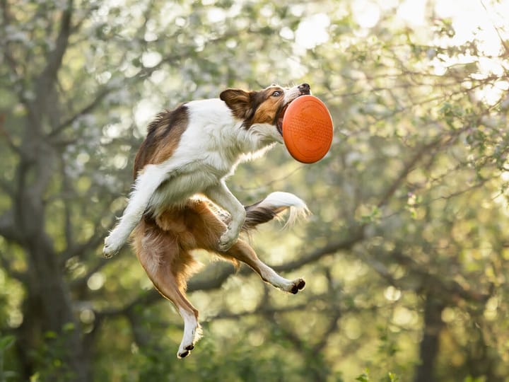 Non-stop Dogwear Dog Flying Disc Orange/black Non-stop Dogwear