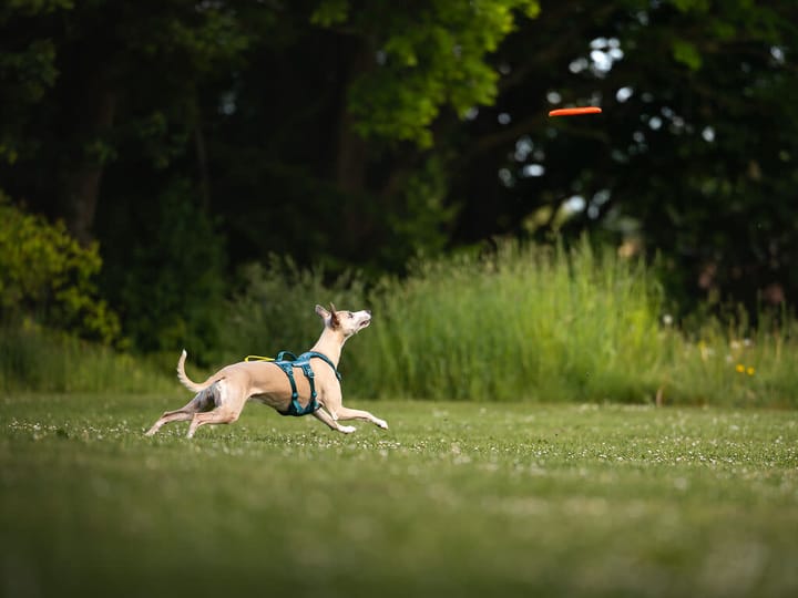 Non-stop Dogwear Dog Flying Disc Orange/black Non-stop Dogwear