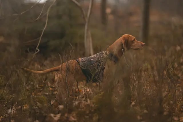 Non-stop Dogwear Protector Neoprene Vest Light Realtree Non-stop Dogwear