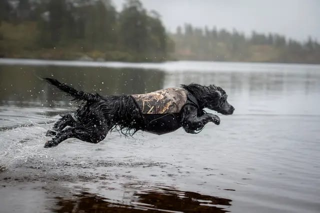 Non-stop Dogwear Protector Neoprene Vest Light Realtree Non-stop Dogwear