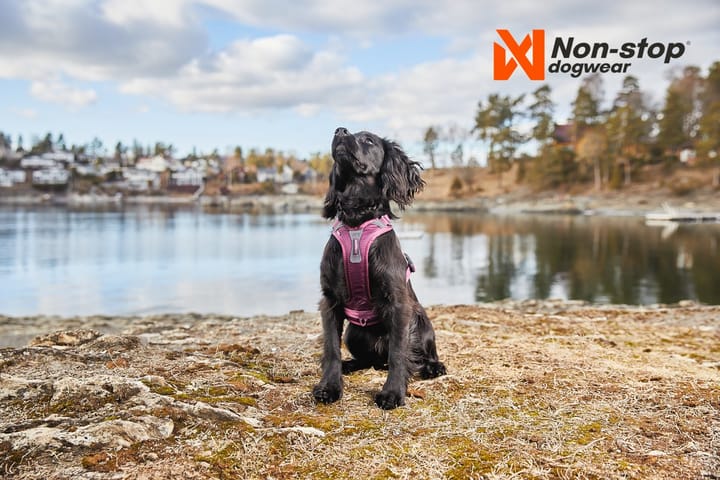 Non-Stop Dogwear Ramble Harness Orange L Non-stop Dogwear