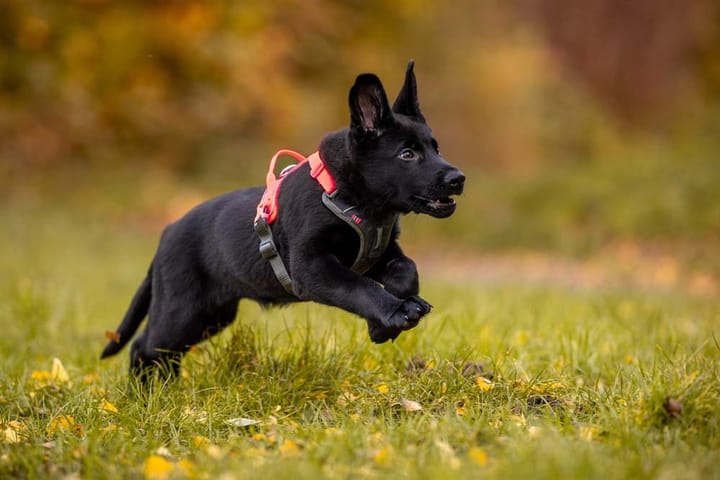 Non-stop Dogwear Ramble Harness Black/Pink Non-stop Dogwear