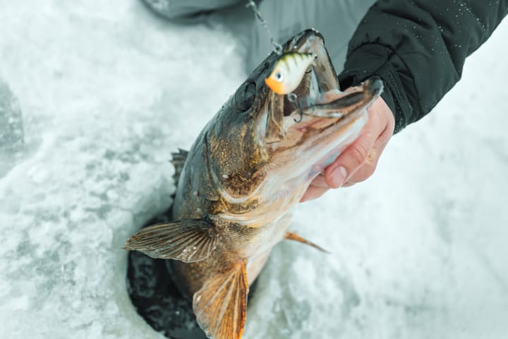 Umpqua Flies Bhatakorva Golden Brown Umpqua Flies