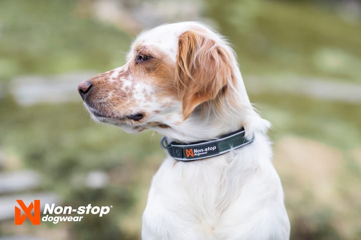 Non-Stop Dogwear Roam Collar Orange Non-stop Dogwear