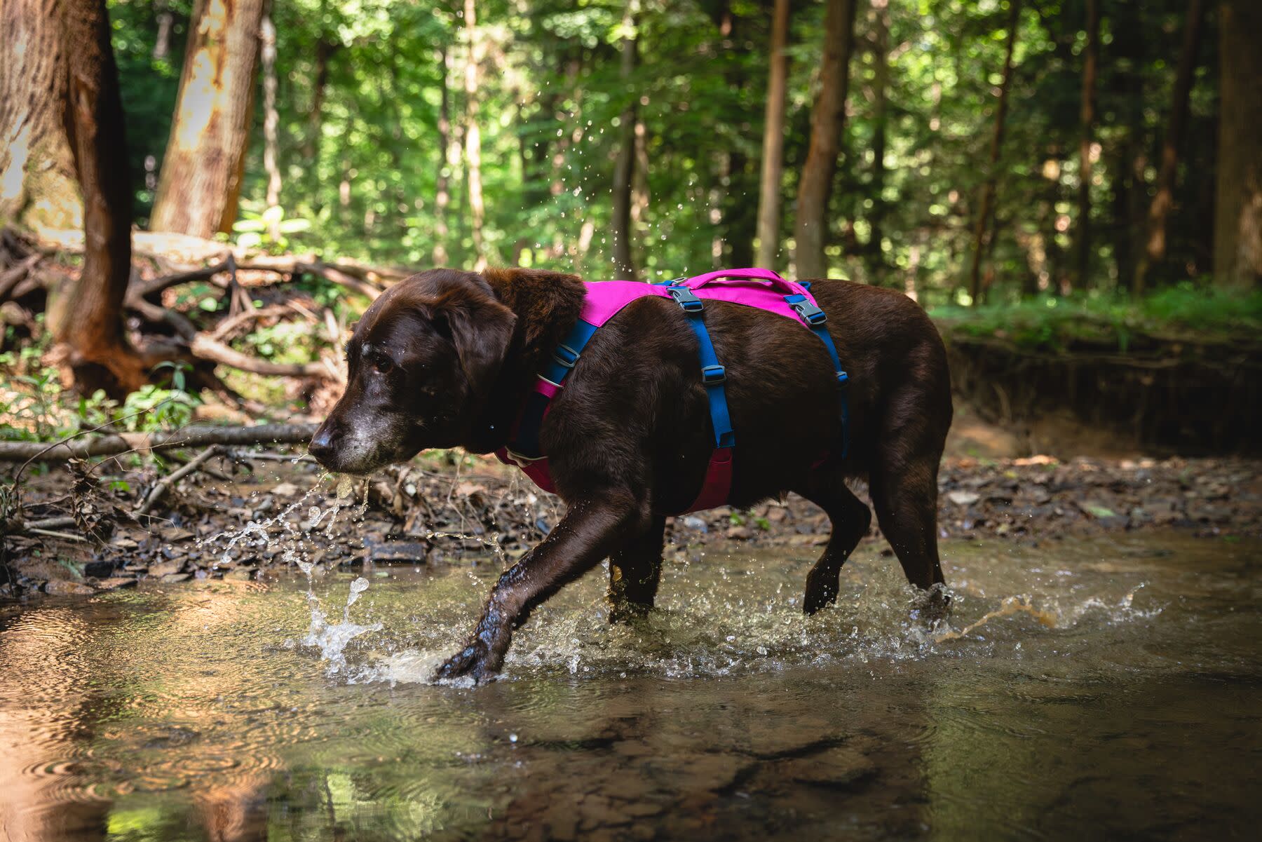 Ruffwear Flagline™ Harness Alpenglow Pink | Buy Ruffwear Flagline