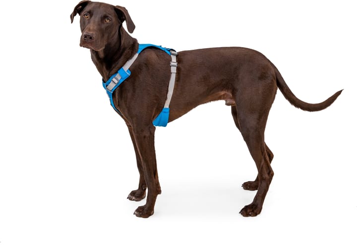 Ruffwear Hi & Light™ Harness Blue Dusk Ruffwear