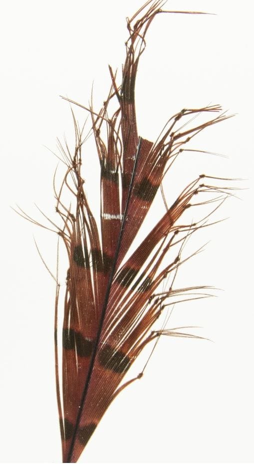 Semperfli Semperfli Knotted Hopper Legs Claret Semperfli Semperfli Semperfli Knotted Hopper Legs Claret Semperfli