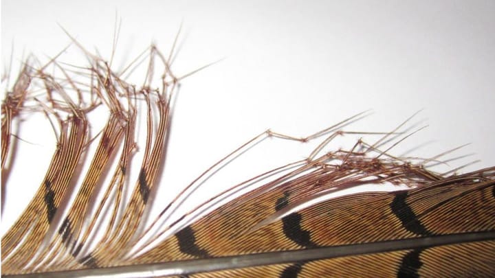 Semperfli Semperfli Double Knee Cranefly/Daddy Pheasant Tail - Natural Semperfli Semperfli Semperfli Double Knee Cranefly/Daddy Pheasant Tail - Natural Semperfli