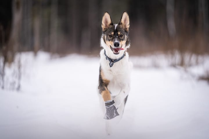 Seleverkstedet Endurance Grey Dog Boot 4pk Grå/Svart Seleverkstedet