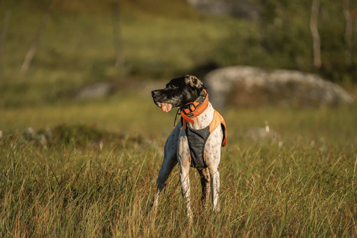 Non-stop Dogwear Protector Vest 2.0 Orange Non-stop Dogwear