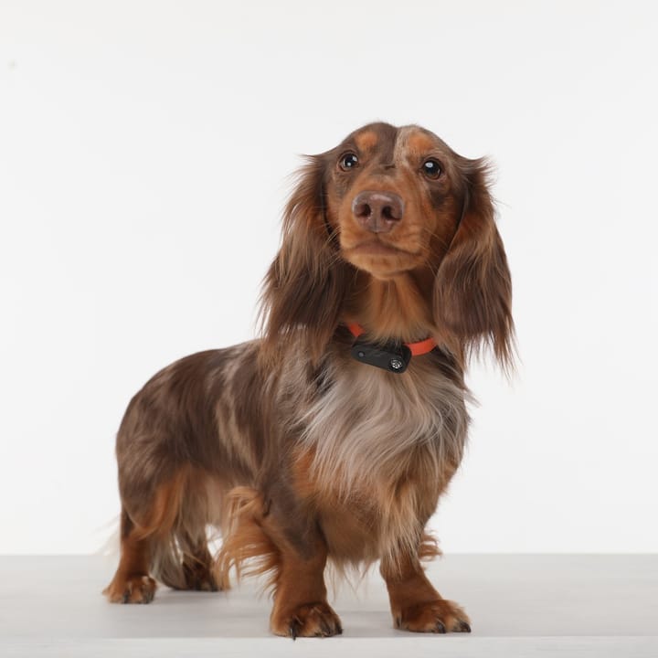 Tickless Mini Dog Rose Gold Tickless Tickless Mini Dog Rose Gold Tickless