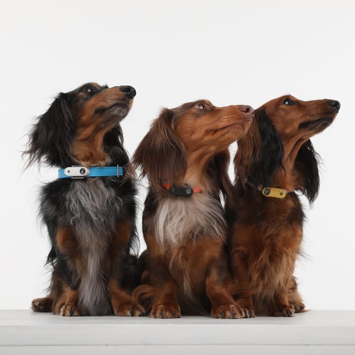 Tickless Mini Dog Rose Gold Tickless Tickless Mini Dog Rose Gold Tickless