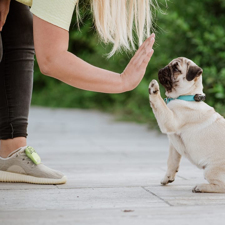 Tickless Mini Dog Pearl White Tickless Tickless Mini Dog Pearl White Tickless