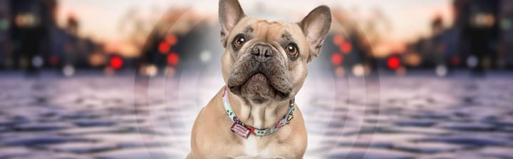 Tickless Mini Dog Rose Gold Tickless Tickless Mini Dog Rose Gold Tickless