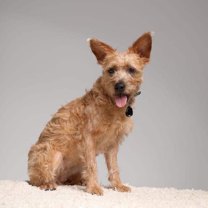 Tickless Pet Beige Tickless