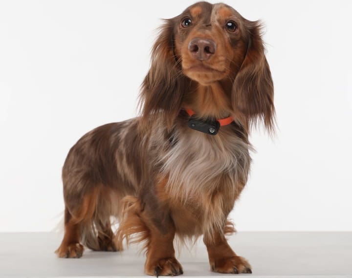Tickless Mini Dog Rose Gold Tickless Tickless Mini Dog Rose Gold Tickless