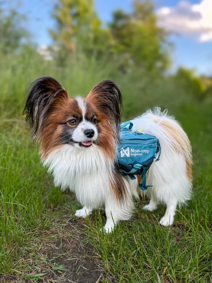 Non-stop Dogwear Trail Quest Dog Backpack Blue Non-stop Dogwear
