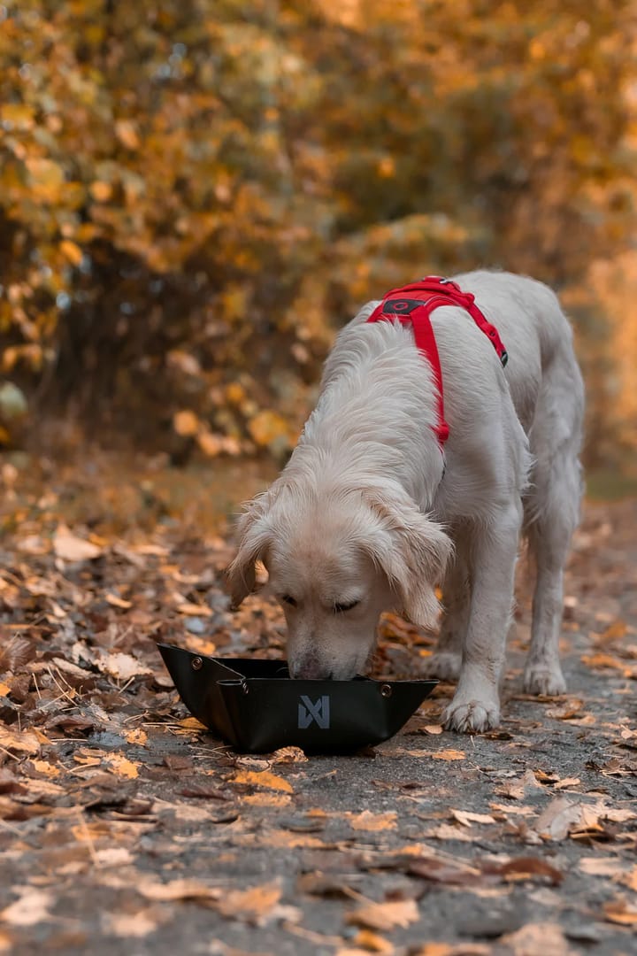Non-stop Dogwear Trekking Bowl Black Non-stop Dogwear