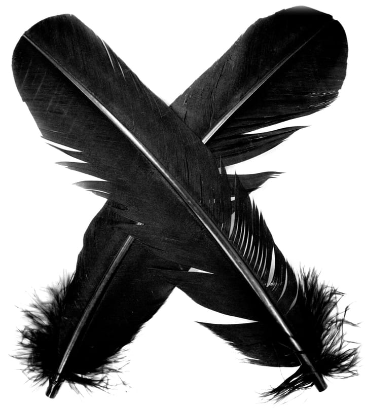 Veniard Turkey Broad Wing Quill Dyed Veniard