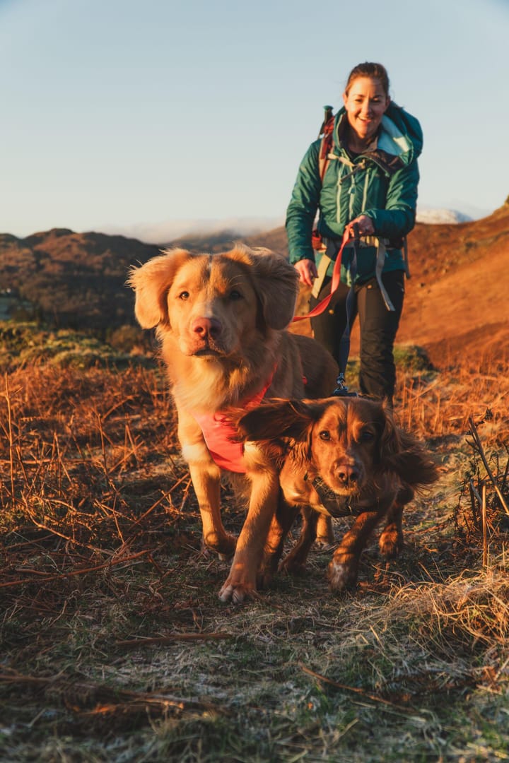 Ruffwear Front Range Harness Blaze Orange Ruffwear