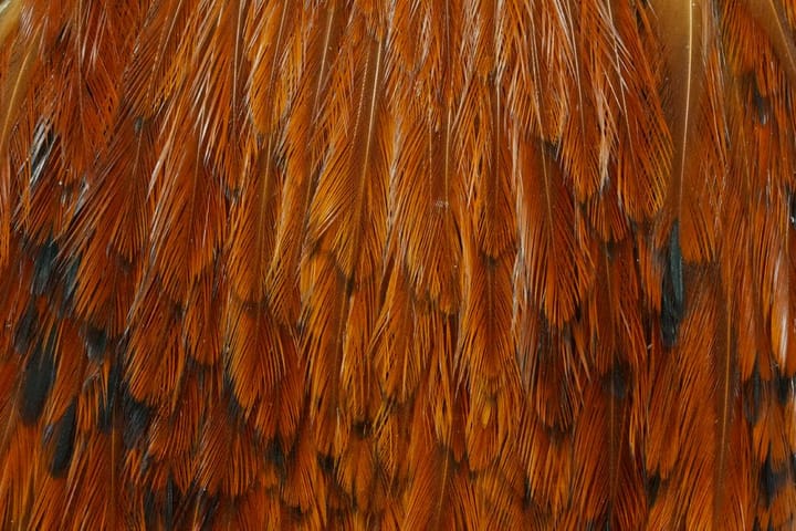 Whiting American Rooster Cape Whiting