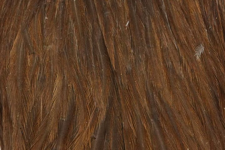 Whiting Hebert Hen Cape Whiting