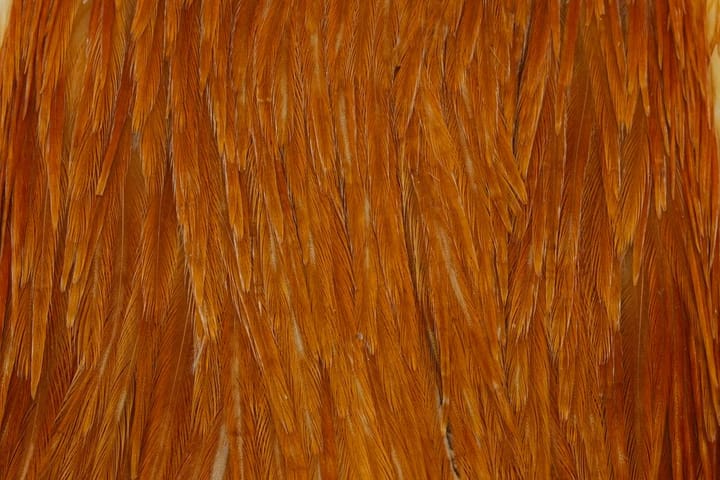 Whiting Hebert Hen Cape Whiting Whiting Hebert Hen Cape Whiting