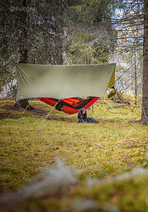 Tarp