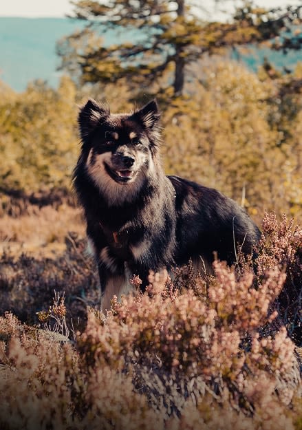 Hundeutstyr Hundeutstyr